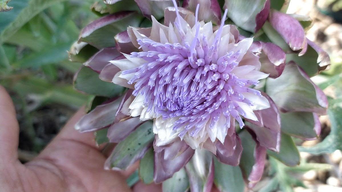 Fleur d'artichaut