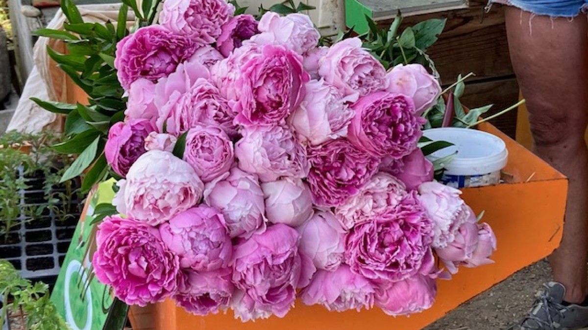 Bouquet de Pivoines