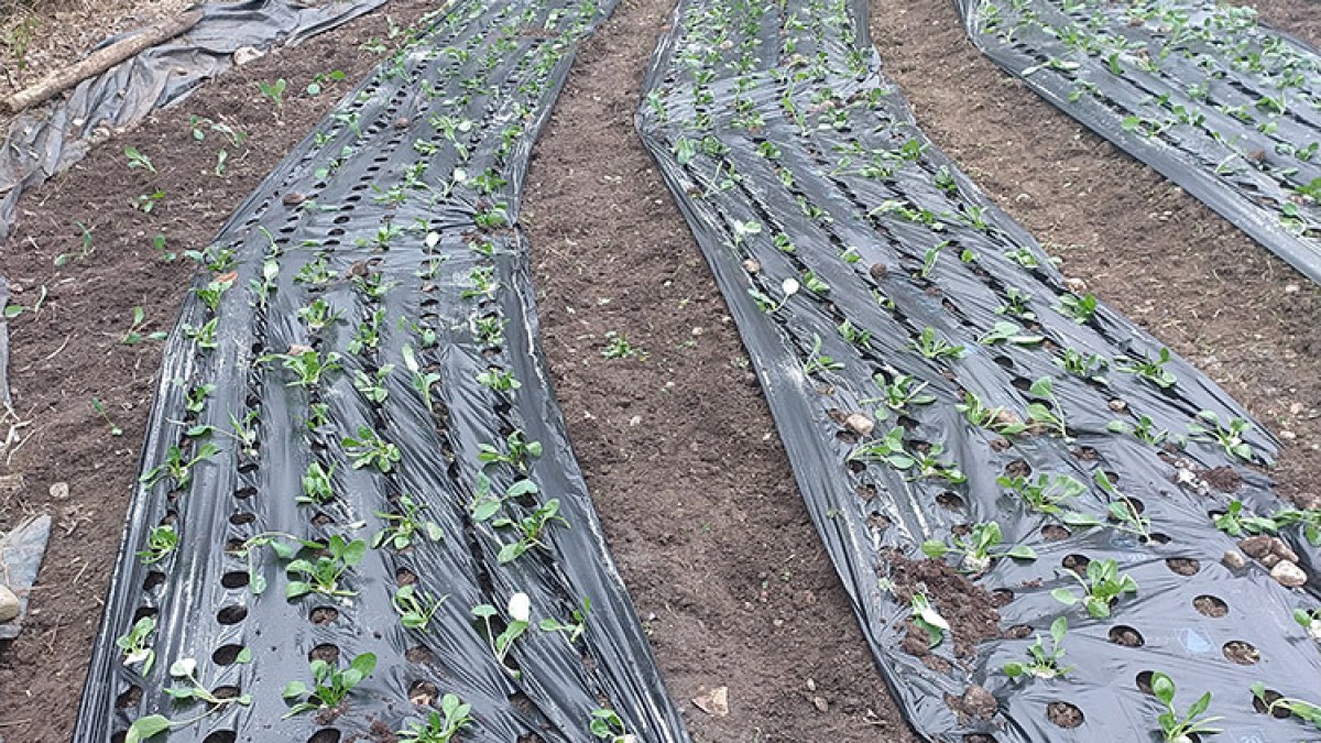 1ères plantations extérieures de choux & épinards