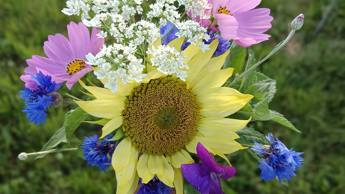 Semences et de plants au potager