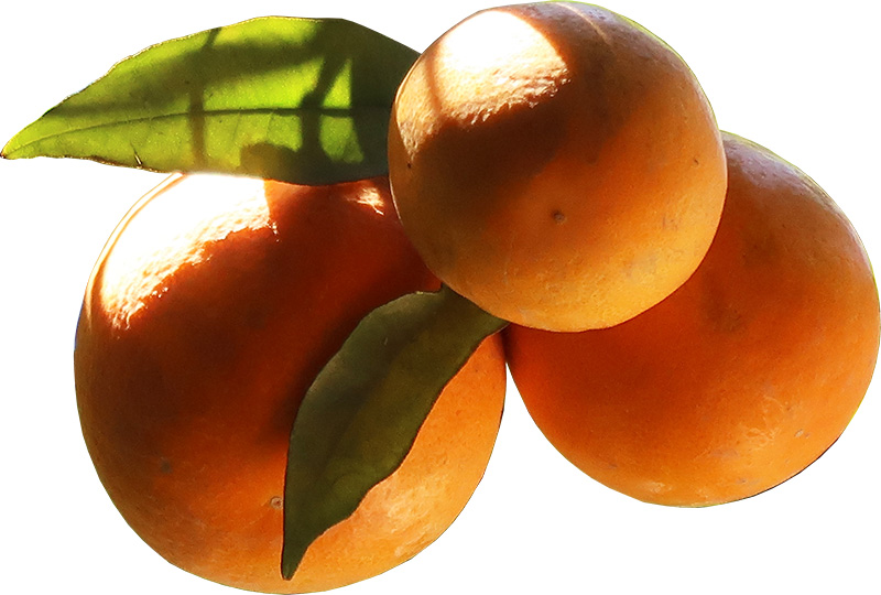 orange potager balmontin